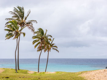 Palm trees on beach against sky