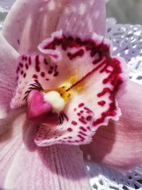 Close-up of pink flowers