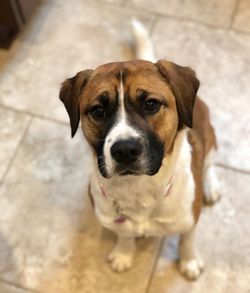 Portrait of dog standing on floor