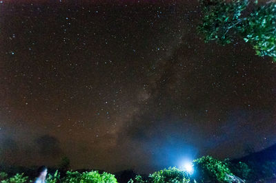 Trees against sky at night
