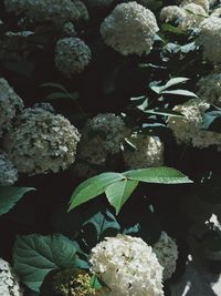 High angle view of plants growing on field