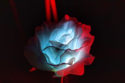 Close-up of flower over black background