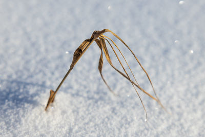 Close-up of dead plant on land