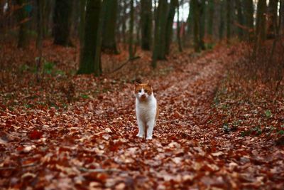 Cat standing in a forest