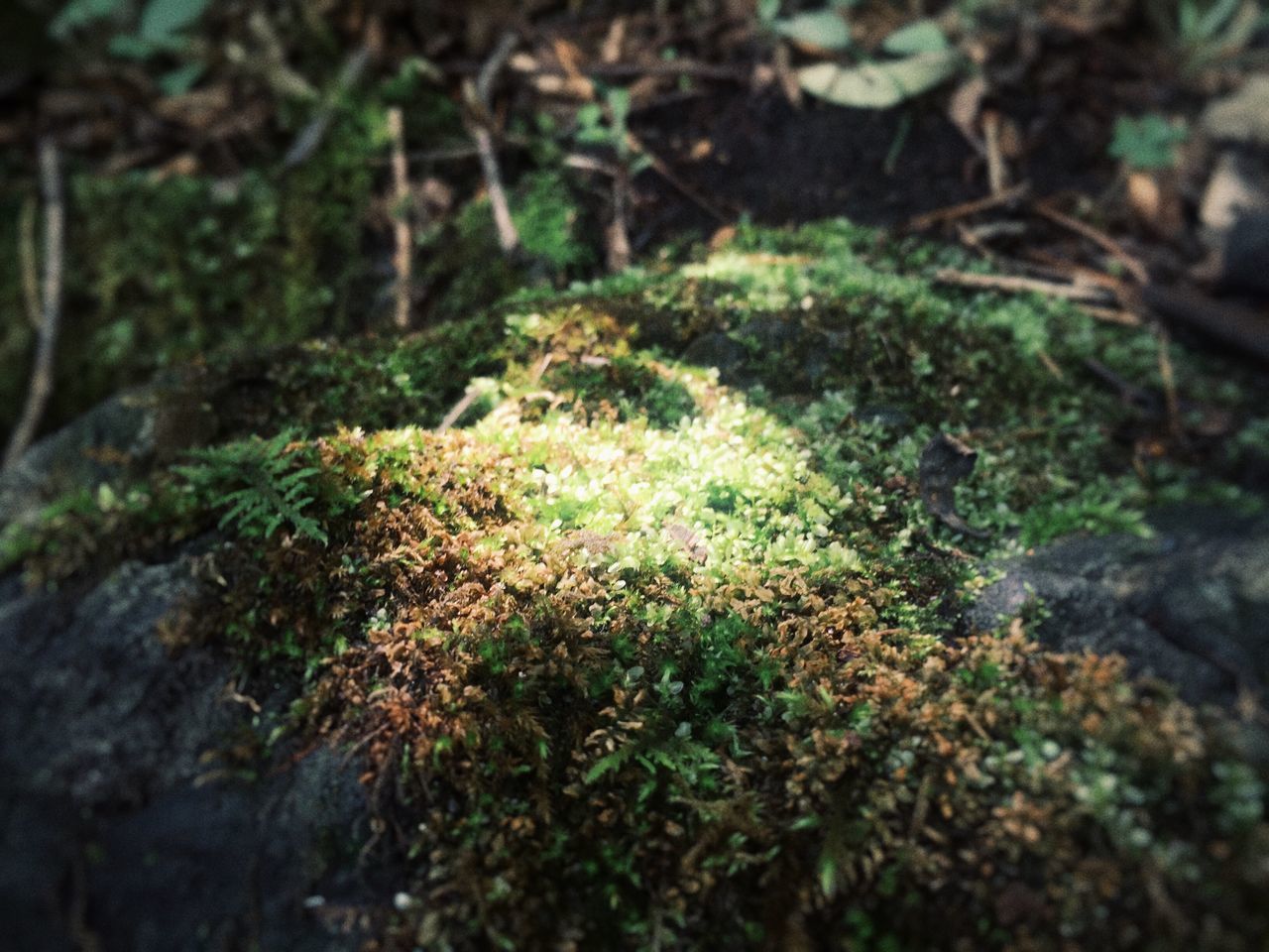 growth, plant, moss, nature, selective focus, rock - object, green color, growing, close-up, beauty in nature, tranquility, high angle view, leaf, field, outdoors, day, no people, focus on foreground, freshness, forest