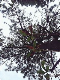 Low angle view of trees against sky