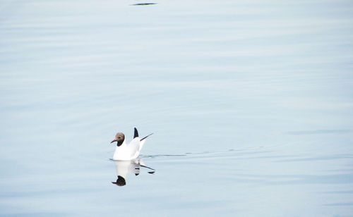 View of birds flying over lake