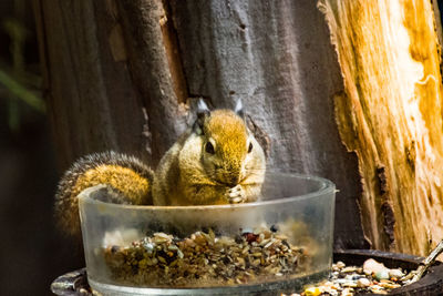 Close-up of squirrel sitting on tree