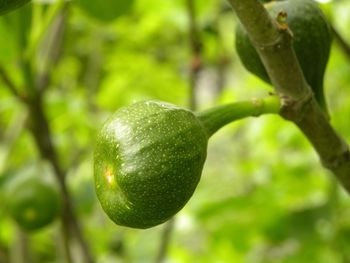 Close-up of fruit on tree