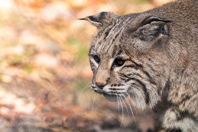 Close-up of lion