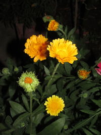 Close-up of yellow flowers