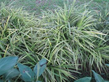 Close-up of plants on field