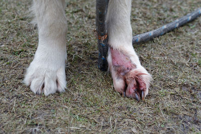 Treat dermatitis of dog golden retriever. animal skin disease. treat dermatitis infection on leg.