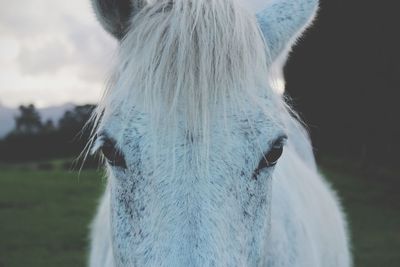 Close-up of horse against sky