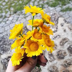 Close-up of hand holding yellow flower