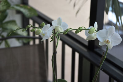Close-up of white flowers