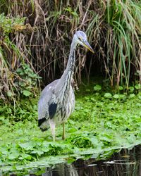 Heron perching in a lake