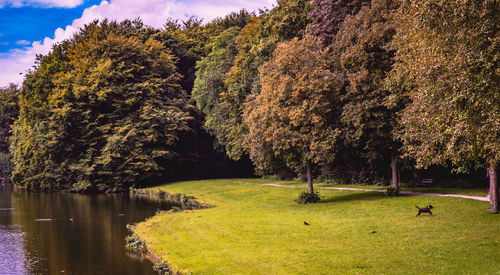 Trees by lake in park during autumn