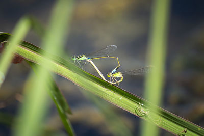 Close-up of insect on plant