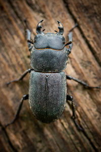 Close-up of insect on wood