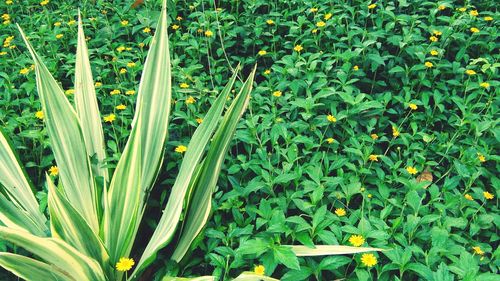 High angle view of flowering plants on field