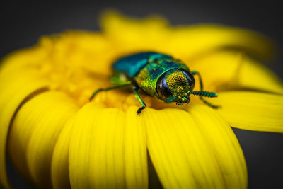 Macro-photo of a tiney metallic green beetel on a dandelion flower