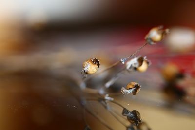 Close-up of water drops on twig