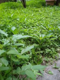 High angle view of vegetables in field