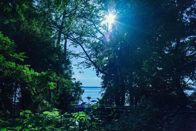Sun shining through trees