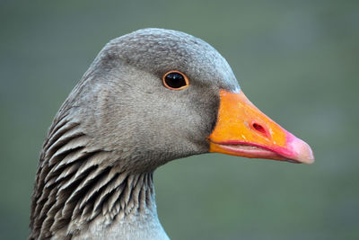 Close-up of a bird