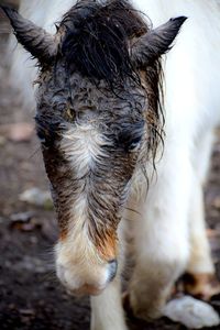 Close-up of horse on field