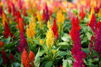 Close-up of red flowering plants