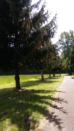 Trees in park