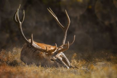 Close-up of deer on field