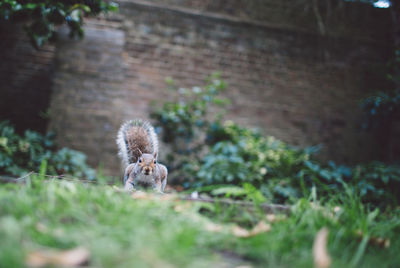 Squirrel on stone wall