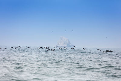 Birds swimming in sea against clear blue sky