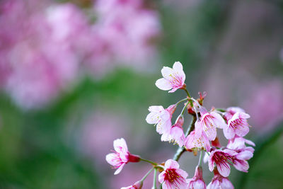 Close-up of pink cherry blossoms