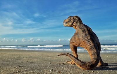 View of turtle on beach against sky