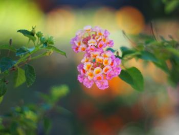 Close-up of pink flowering plant