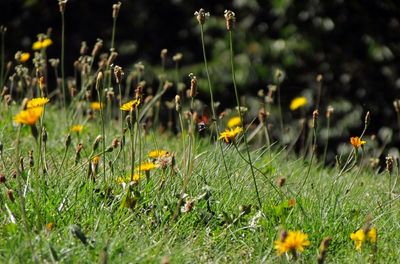 Yellow flowers blooming on field