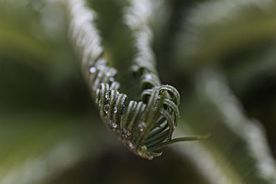 Curly fern, france-europe