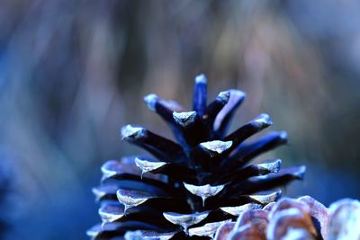 Close-up of purple flowering plant