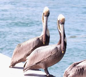 View of birds in sea