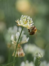 Close-up of bee pollinating on flower