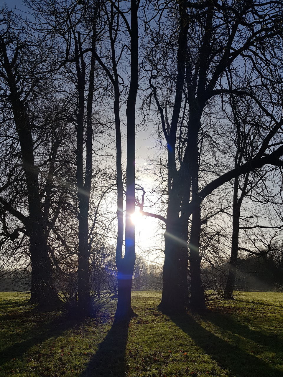 SUNLIGHT STREAMING THROUGH TREE ON FIELD