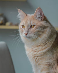 Close-up of a cat looking away