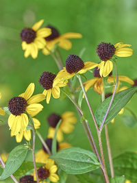 Close-up of yellow flowering plant