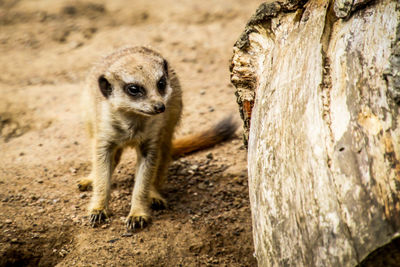 Close-up portrait of an animal