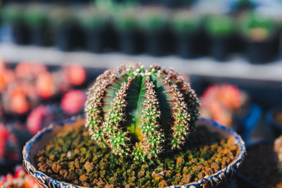 plant