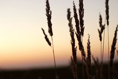 Plants growing on field at sunset